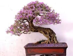 We did not find results for: Best Grow Lights For Your Bonsai Bonsai Tree Gardener