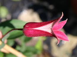 Check spelling or type a new query. Clematis Princess Of Wales Princess Diana Clematis Texensis Princess Of Wales Princess Diana Baumschule Horstmann