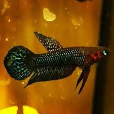 Rare Wild Betta Hendra 1 Pairs 14 00 Standard Shipping In 2020 Aquarium Fish For Sale Siamese Fighting Fish Tropical Freshwater Fish
