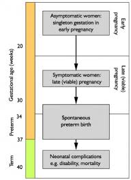 Birth Preterm Embryology