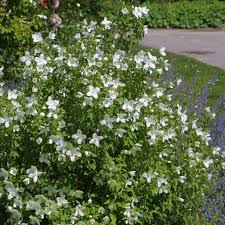 Seine ganze schönheit tritt jedoch als solitär zu tage. Pfeifenstrauch Falscher Jasmin Philadelphus Erectus Weiss
