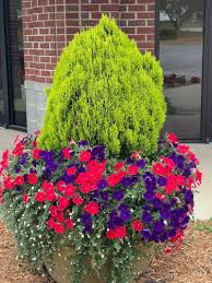 Image result for Berlinia orientalis