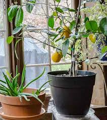 My meyer lemon tree was full of flowers this spring. Dwarf Meyer Lemon Tree Repotting And Care Hearth And Vine