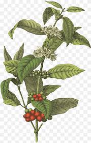 Arabica Coffee Cafe Coffee Bean Herbal Leaf Branch Monochrome Png Pngwing Coffee bean png collections download alot of images for coffee bean download free with high quality for designers. arabica coffee cafe coffee bean herbal