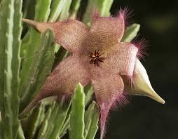 Image result for Stapelia gigantea