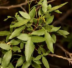 Image result for Searsia leptodictya