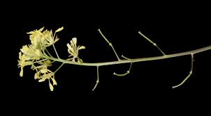 Image result for Erucastrum