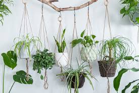 We did not find results for: 4 Astuces De Grand Mere Pour Entretenir Ses Plantes M6 Deco Fr