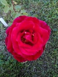 My Queen Elizabeth Grandiflora Rose Austin Rose Rose David Austin Roses