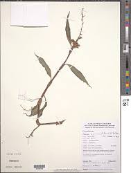 Image result for Floscopa africana