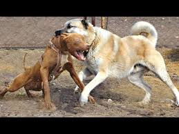 Kangal Pitbula Haddini Bildirdi Kangal Pitbul Dovusu Kavgasi Youtube