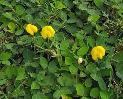 Image result for Arachis hypogaea