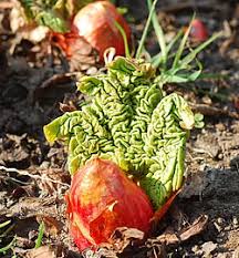 Auch im frühling ist es möglich, den rhabarber zu pflanzen. Rhabarber Neu Pflanzen Und Teilen