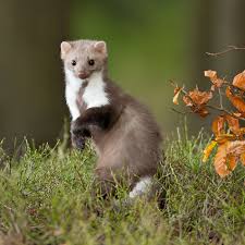 Image result for kuna lesní obrázky