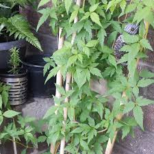 We did not find results for: Clematis Macropetala Markham S Pink Clematis Markham S Pink In Gardentags Plant Encyclopedia