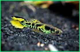 75 Jenis Ikan Hias Informasi Dan Cara Perawatannya Lengkap Ikan Binatang Hewan