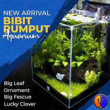 Check spelling or type a new query. Termurah Bibit Karpet Aquascape Rumput Ikan Hias Aquarium Shopee Indonesia