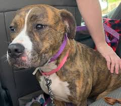 Looking for campgrounds in evansville? Abandoned Dog Candy Doing Well After Being Dumped In Evansville