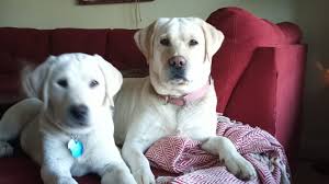 The search tool above returns a list of breeders located nearest to the zip or postal code you enter. Bally White English Labrador Retrievers Home Facebook