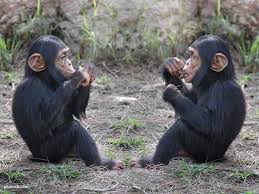 I 3 Baby Monkies Cute Animals Animals Baby Chimpanzee