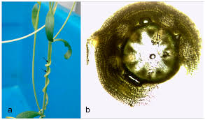 Image result for Cuscuta australis