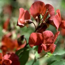 Image result for Lathyrus sphaericus