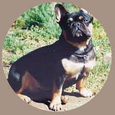 Black And Tan Merle Frenchie French Bulldog Black And Tan Another Dq Color That Occassionally Pops Up In Purebred French Bulldogs French Bulldog Pictures Bulldog French Bulldog Mix