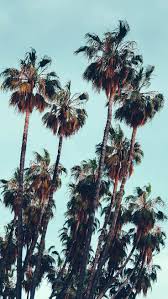 200 Tropical Iphone Wallpapers Ideas In 2020 Iphone Wallpaper Iphone Background Phone Wallpaper
