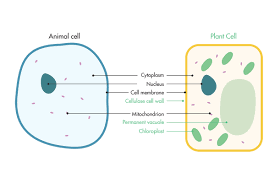 The cell walls in fungus cells are made of a substance called chitin instead of cellulose. The Affect Of Roasting And Grinding On Cell Structure Beanscene