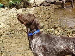 German shorthaired pointer mixes may be available from shelters and rescues. German Shorthaired Pointers For Sale In Dayspring Nova Scotia Nice Pets In Canada
