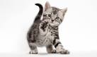 domestic shorthair | Colours & Facts | Britannica