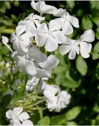 Plumbago Auriculata Alba Plumbago Arbuste Fleurs