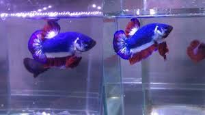 Ikan cupang aduan bertarung (mds vs cupang thailand) (adu … ikan cupang, harga dan jenis yang ada di indonesia. 5 Jenis Ikan Cupang Termahal Bisa Lebih Dari Rp 20 Juta