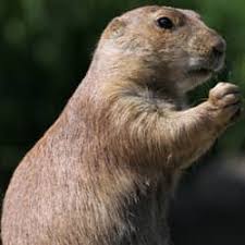 This year, the prediction will be six more weeks of killing. Groundhogs Facts Identification Control Prevention Orkin Canada