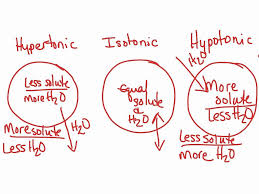 Osmosis And Tonicity Worksheet Lovely Hypertonic Hypotonic Isotonic Worksheet In 2020 Osmosis Biochemistry Notes Emt Study