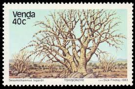 Image result for Sesamothamnus lugardii