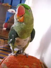 Birds You Can Have As Pets Diy Parrot Diaper Parrot Pet Parrot Toys Parrot