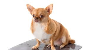 Image result for chihuahua big obesity