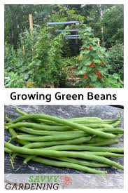 This prevents the dirt from splashing up on the leaves and bringing diseases. Growing Green Beans In Garden Beds And Containers