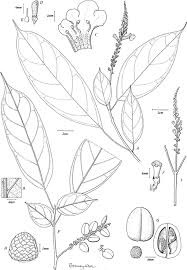 Image result for Thomandersia hensii