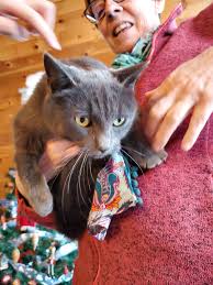 Female and 2 kitten stay around our house since 1 week. It's yours ? Female  : small size, young around 1 year old, all grey (charcol) with white tie.  Like to be