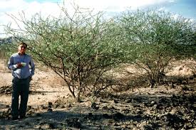 Image result for Acacia mellifera