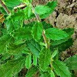 Image result for Catophractes alexandri