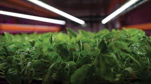 A wide variety of led grow lights options are available to you, such as lamp body material, ip rating. Introducing The Concept Of Dli To The World Fluence By Osram
