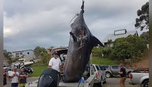 We did not find results for: Mark Sainsbury Is Big Game Fishing Sport Or Animal Cruelty Newshub
