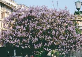 Ma ovviamente di più bello troviamo soltanto gli alberi con fiori. Paulonia E Jacaranda Alberi Delle Ametiste Passione In Verde