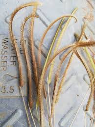 Image result for Ctenium newtonii