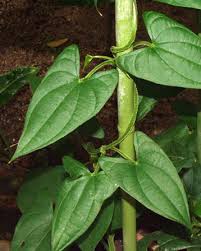 Image result for Dioscorea alata
