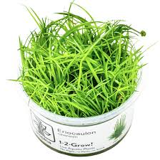 Image result for Eriosema pumilum