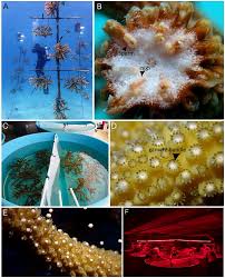Frontiers | Assisted sexual reproduction of Acropora cervicornis for active  restoration on Floridas Coral Reef